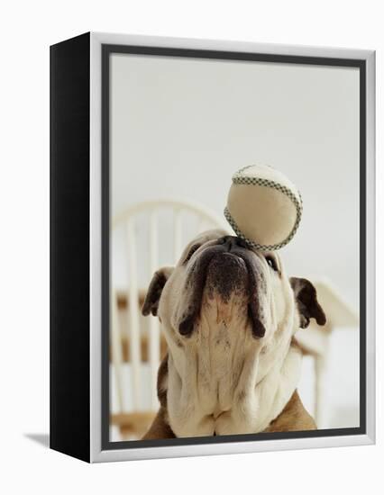 Bulldog Balancing Ball on Nose-Larry Williams-Framed Premier Image Canvas