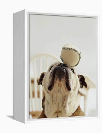 Bulldog Balancing Ball on Nose-Larry Williams-Framed Premier Image Canvas