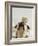 Bulldog Balancing Ball on Nose-Larry Williams-Framed Photographic Print