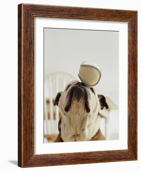 Bulldog Balancing Ball on Nose-Larry Williams-Framed Photographic Print