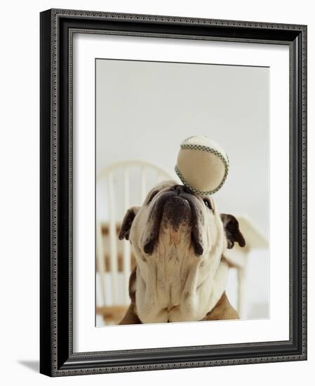 Bulldog Balancing Ball on Nose-Larry Williams-Framed Photographic Print