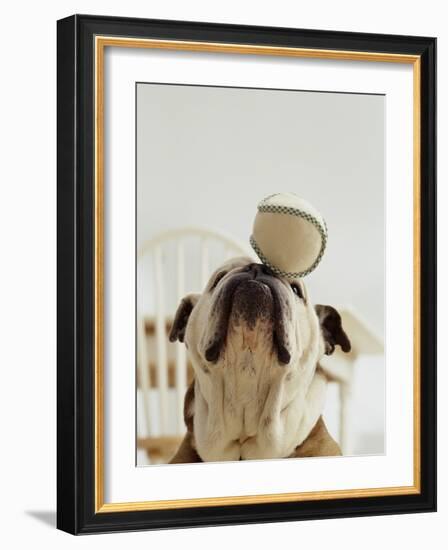 Bulldog Balancing Ball on Nose-Larry Williams-Framed Photographic Print