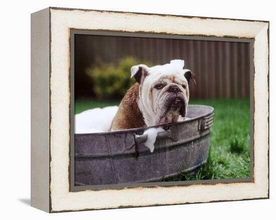 Bulldog Bathing In Washtub-null-Framed Premier Image Canvas