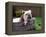 Bulldog Bathing In Washtub-null-Framed Premier Image Canvas