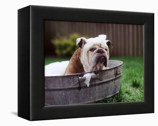 Bulldog Bathing In Washtub-null-Framed Premier Image Canvas