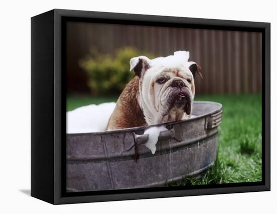 Bulldog Bathing In Washtub-null-Framed Premier Image Canvas