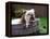 Bulldog Bathing In Washtub-null-Framed Premier Image Canvas