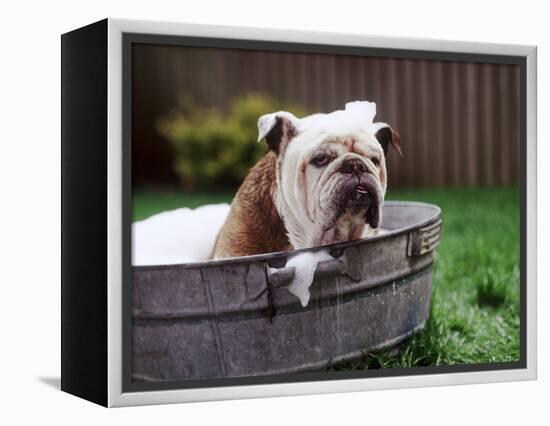 Bulldog Bathing In Washtub-null-Framed Premier Image Canvas