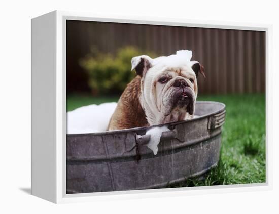 Bulldog Bathing In Washtub-null-Framed Premier Image Canvas