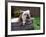 Bulldog Bathing In Washtub-null-Framed Premium Photographic Print