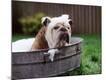 Premium Photographic Print