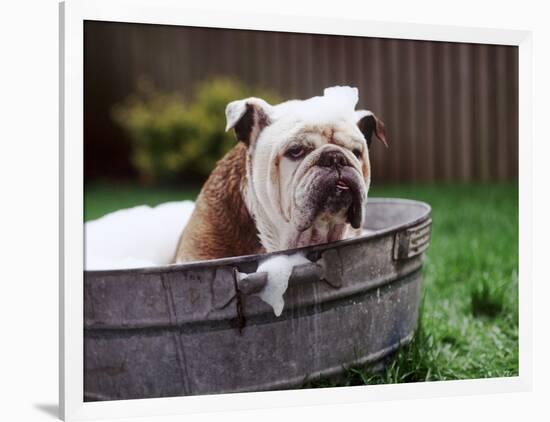 Bulldog Bathing In Washtub-null-Framed Photographic Print