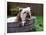 Bulldog Bathing In Washtub-null-Framed Photographic Print