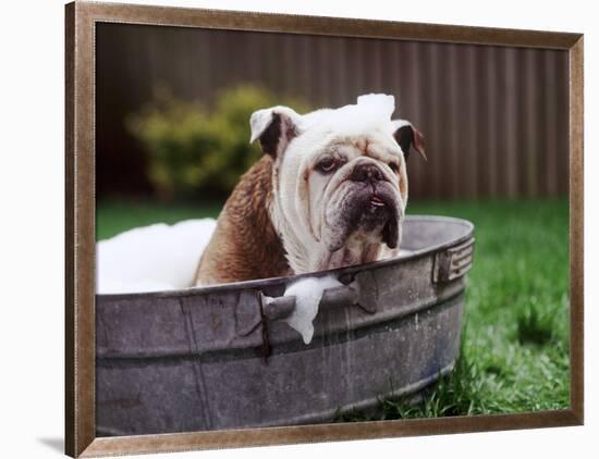 Bulldog Bathing In Washtub-null-Framed Photographic Print