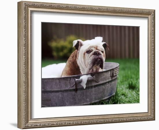 Bulldog Bathing In Washtub-null-Framed Photographic Print