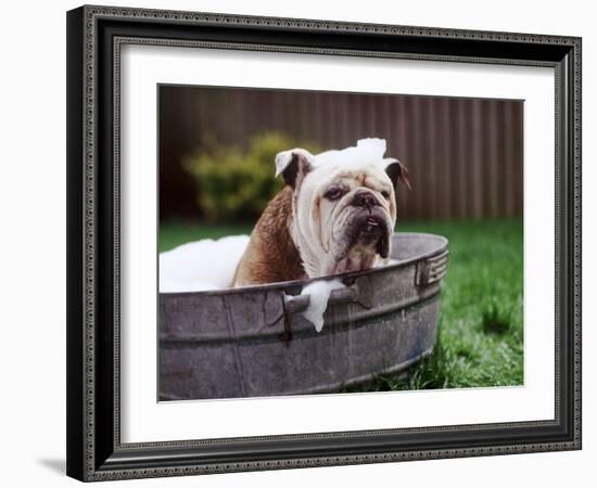 Bulldog Bathing In Washtub-null-Framed Photographic Print