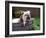 Bulldog Bathing In Washtub-null-Framed Photographic Print