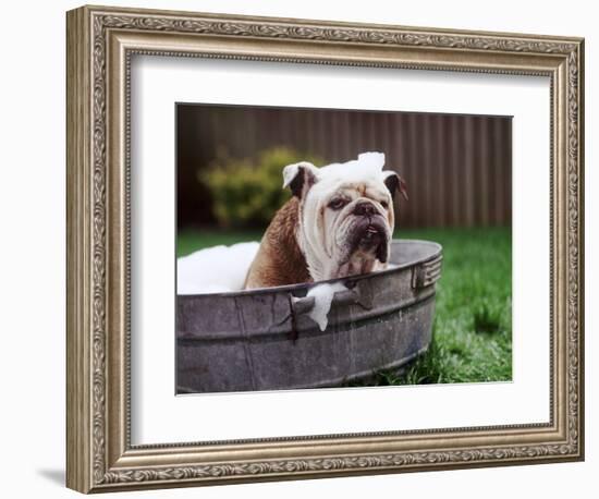 Bulldog Bathing In Washtub-null-Framed Photographic Print