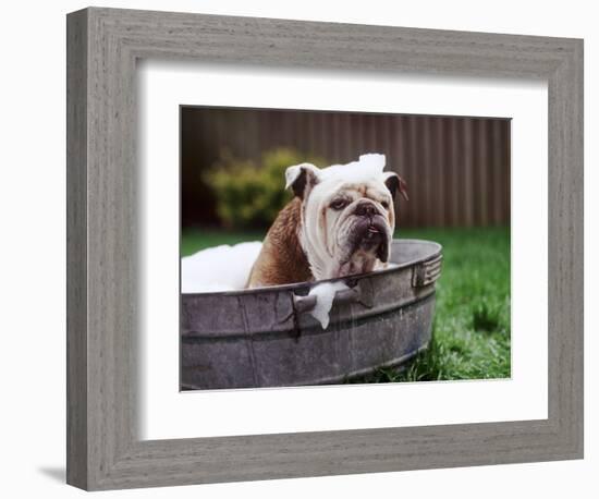 Bulldog Bathing In Washtub-null-Framed Photographic Print