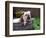 Bulldog Bathing In Washtub-null-Framed Photographic Print
