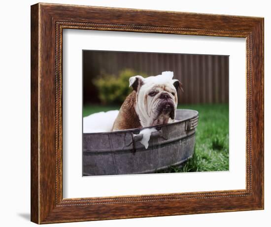 Bulldog Bathing In Washtub-null-Framed Photographic Print