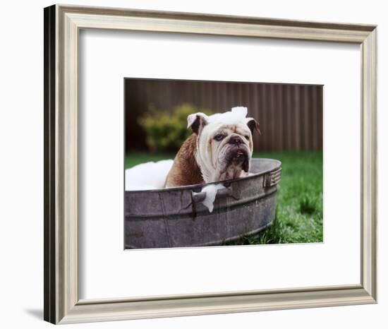 Bulldog Bathing In Washtub-null-Framed Photographic Print