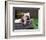 Bulldog Bathing In Washtub-null-Framed Photographic Print