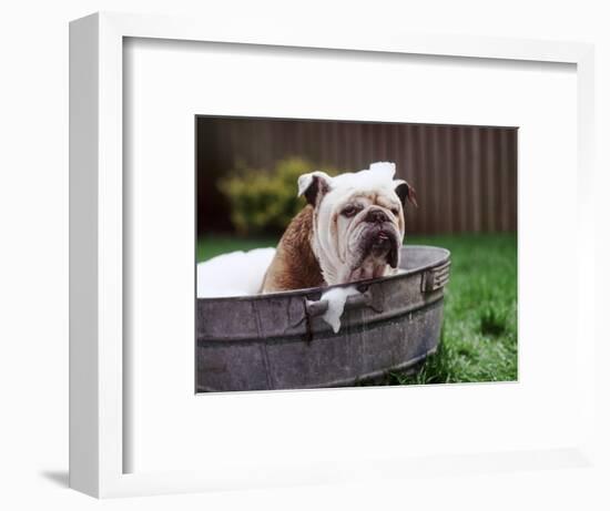 Bulldog Bathing In Washtub-null-Framed Photographic Print