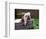 Bulldog Bathing In Washtub-null-Framed Photographic Print