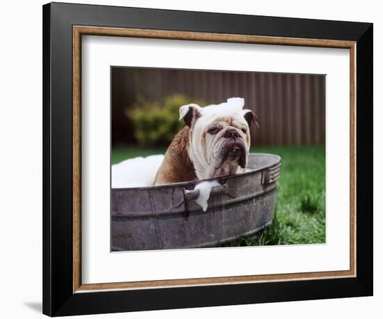 Bulldog Bathing In Washtub-null-Framed Photographic Print