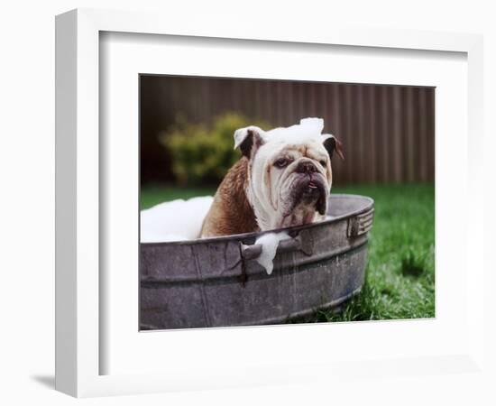 Bulldog Bathing In Washtub-null-Framed Photographic Print