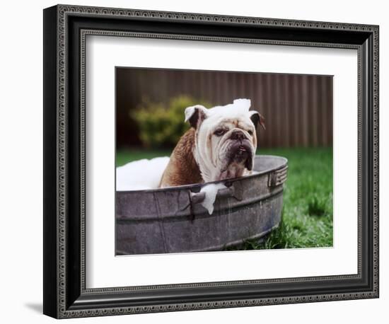 Bulldog Bathing In Washtub-null-Framed Photographic Print