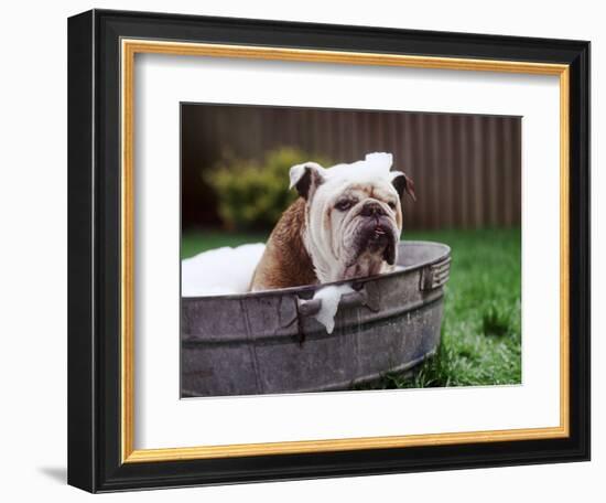 Bulldog Bathing In Washtub-null-Framed Photographic Print