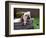 Bulldog Bathing In Washtub-null-Framed Photographic Print