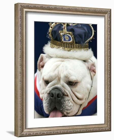 Bulldog Beauty-Charlie Neibergall-Framed Photographic Print