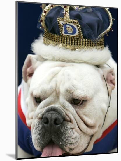 Bulldog Beauty-Charlie Neibergall-Mounted Photographic Print