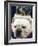 Bulldog Beauty-Charlie Neibergall-Framed Photographic Print