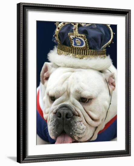 Bulldog Beauty-Charlie Neibergall-Framed Photographic Print