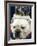 Bulldog Beauty-Charlie Neibergall-Framed Photographic Print