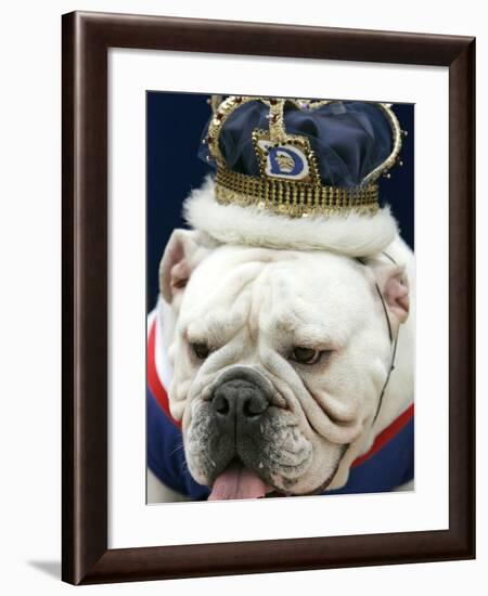 Bulldog Beauty-Charlie Neibergall-Framed Photographic Print