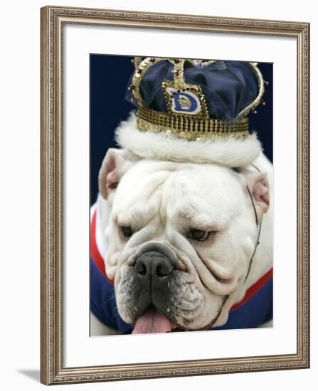 Bulldog Beauty-Charlie Neibergall-Framed Photographic Print