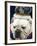 Bulldog Beauty-Charlie Neibergall-Framed Photographic Print