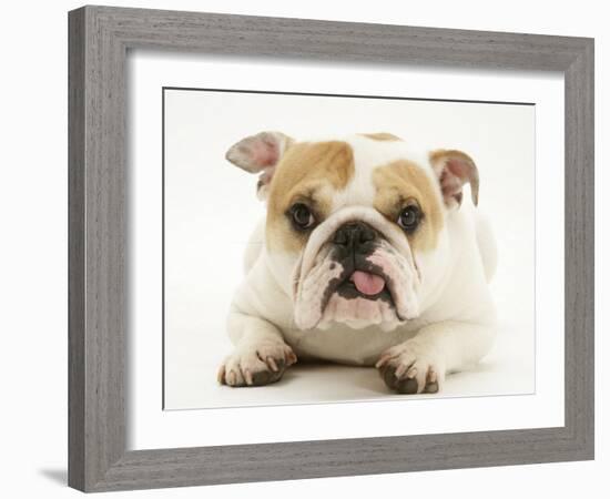 Bulldog Bitch, "Pixie", Lying Down with Tongue Out-Jane Burton-Framed Photographic Print