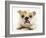 Bulldog Bitch, "Pixie", Lying Down with Tongue Out-Jane Burton-Framed Photographic Print