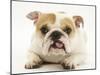 Bulldog Bitch, "Pixie", Lying Down with Tongue Out-Jane Burton-Mounted Photographic Print