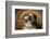 Bulldog Enjoying a Cigar-DLILLC-Framed Photographic Print