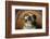 Bulldog Enjoying a Cigar-DLILLC-Framed Photographic Print