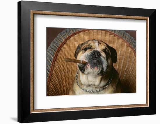 Bulldog Enjoying a Cigar-DLILLC-Framed Photographic Print