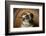 Bulldog Enjoying a Cigar-DLILLC-Framed Photographic Print