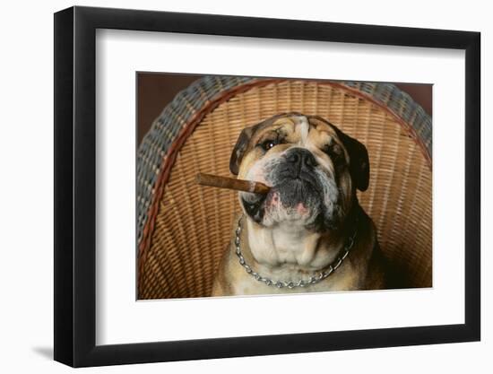 Bulldog Enjoying a Cigar-DLILLC-Framed Photographic Print